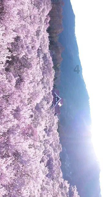 沪江开心词场