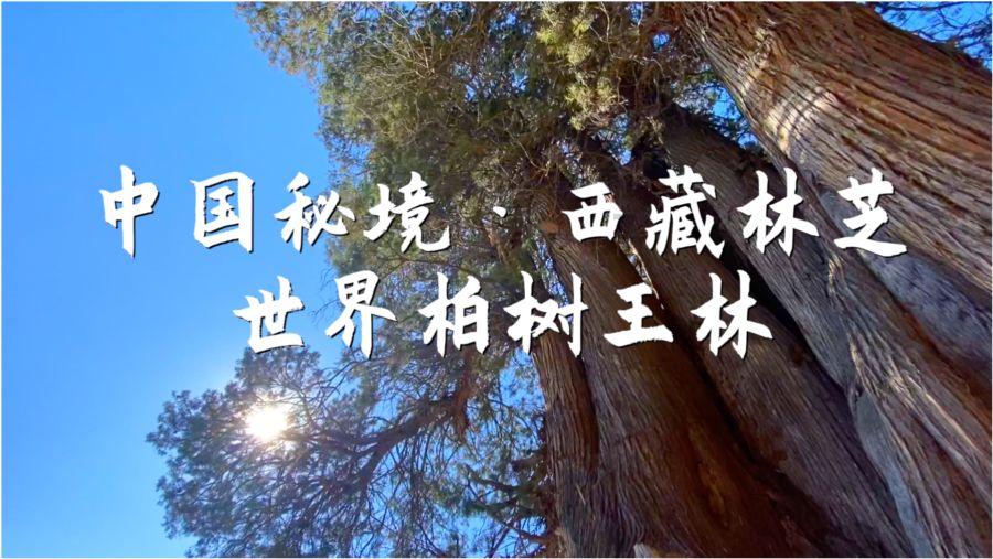 梦想之森