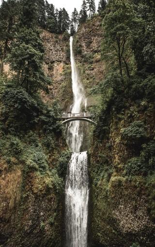 狐狸的旅程