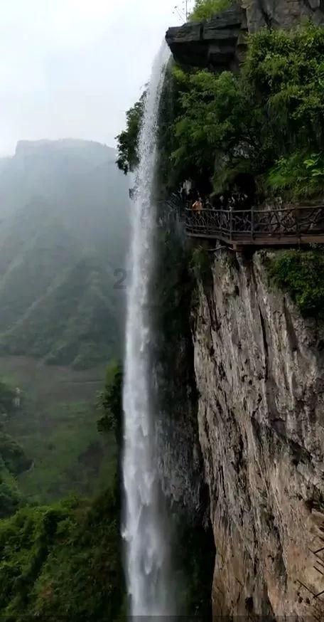 动物帮帮忙保卫家园