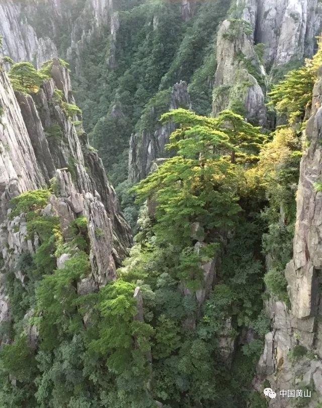 沙皮狗逃离